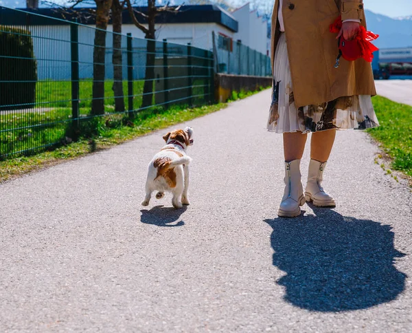 Liten Jack Russell Terrier Hund Går Med Sin Ägare Gränd — Stockfoto