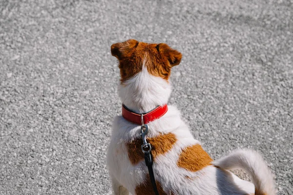 Pequeno Cão Jack Russell Terrier Caminhando Com Seu Dono Beco — Fotografia de Stock