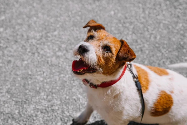 stock image A small Jack Russell Terrier dog walking with his owner in a city alley. Outdoor pets, healthy living and lifestyle