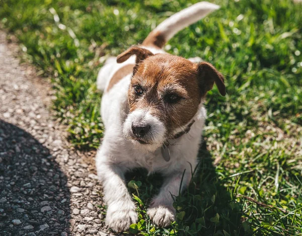 stock image A small Jack Russell Terrier dog walking with his owner in a city alley. Outdoor pets, healthy living and lifestyle