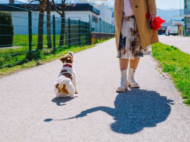 Küçük bir Jack Russell Terrier köpeği sahibiyle birlikte bir sokak arasında yürüyor. Açık hava hayvanları, sağlıklı yaşam ve yaşam tarzı.