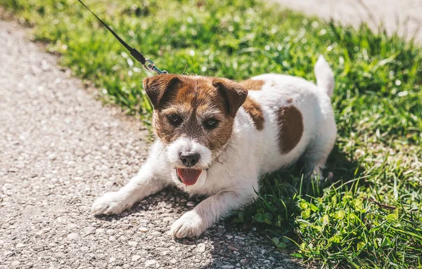 stock image A small Jack Russell Terrier dog walking with his owner in a city alley. Outdoor pets, healthy living and lifestyle