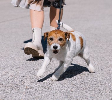 Küçük bir Jack Russell Terrier köpeği sahibiyle birlikte bir sokak arasında yürüyor. Açık hava hayvanları, sağlıklı yaşam ve yaşam tarzı.