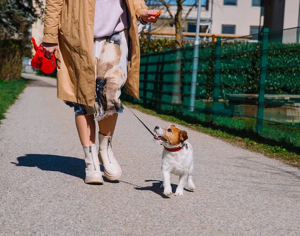 stock image A small Jack Russell Terrier dog walking with his owner in a city alley. Outdoor pets, healthy living and lifestyle