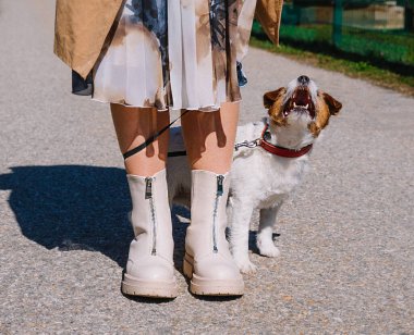 Küçük bir Jack Russell Terrier köpeği sahibiyle birlikte bir sokak arasında yürüyor. Açık hava hayvanları, sağlıklı yaşam ve yaşam tarzı.