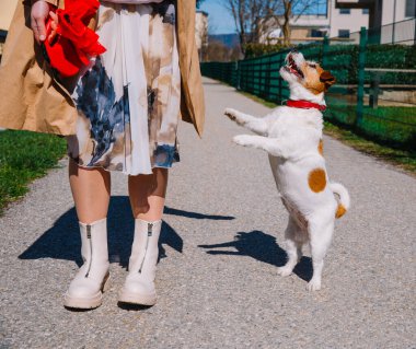 Küçük bir Jack Russell Terrier köpeği sahibiyle birlikte bir sokak arasında yürüyor. Açık hava hayvanları, sağlıklı yaşam ve yaşam tarzı.