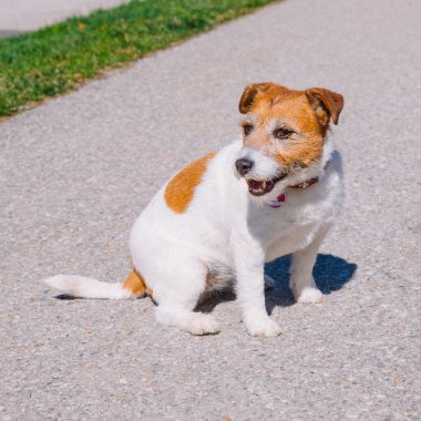 Küçük bir Jack Russell Terrier köpeği sahibiyle birlikte bir sokak arasında yürüyor. Açık hava hayvanları, sağlıklı yaşam ve yaşam tarzı.