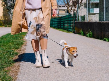 Küçük bir Jack Russell Terrier köpeği sahibiyle birlikte bir sokak arasında yürüyor. Açık hava hayvanları, sağlıklı yaşam ve yaşam tarzı.