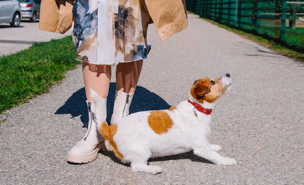 Mały Pies Jack Russell Terrier Spacerujący Swoim Właścicielem Uliczce Miejskiej — Zdjęcie stockowe