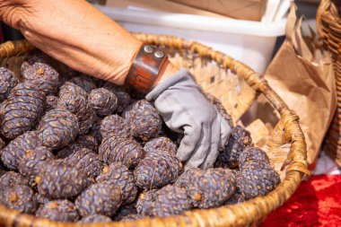 Sepetten kozalak toplarken yakından bakıldığında, eldivenli ve deri bilezik takan kişi, açık hava pazarında, tarım kavramında,