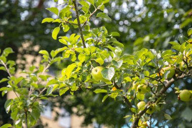 Yeşil yapraklı elma dalı ve olgun elmalar yaz güneşinde yıkanarak doğanın güzellik kavramını gözler önüne seriyor.