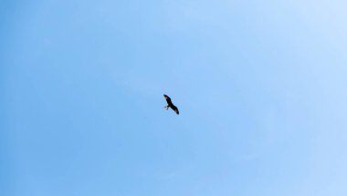 Yalnız kuş açık mavi gökyüzünde yükseliyor, özgürlük, sükunet ve perspektif, hava manzarası, vahşi yaşam fotoğrafçılığı kavramını taşıyor.