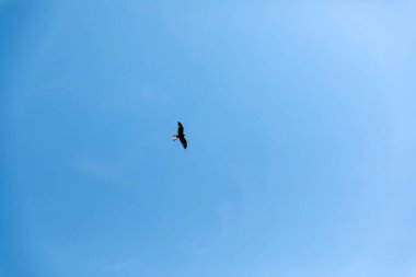 Kuş gökyüzünde süzülüyor açık mavi gökyüzünde, özgürlük, doğa, sükunet, hava manzarası, kuş izleme, dinginlik, huzur, huzur dolu konsept