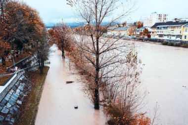 Submerged tree-lined path, calm water, residential area, autumn flood, rainy day, natural disaster, environmental impact, urban flooding, seasonal landscape, floodplain concept clipart