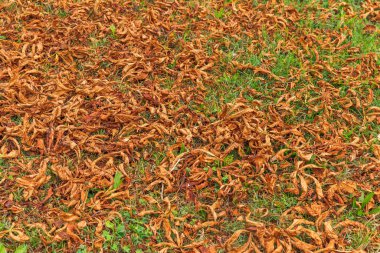 Toprağı kaplayan kuru kahverengi yapraklar, yeşil çimenlere saçılmış sonbahar yaprakları, sonbahar doğa manzarası konsepti.