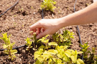 El bakımı nane, yetiştirme, topraktaki bahçıvanlık, organik bitki yetiştirme, sürdürülebilir tarım kavramı.