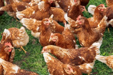 Açık alandaki açık alandaki kahverengi tavuklar, tüyler, grup, çiftlik kuşları, organik yaşam, kırsal yaşam, tarım hayatı, kümes hayvanları konsepti