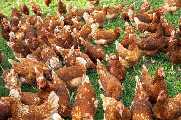 Large free-range flock of chickens in outdoor farm setting, bird farming, rural life, daylight, hens in crowd, agriculture concept