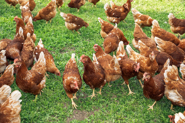 Brown hens pecking grass on a sunny green pasture, flock of free-range poultry farming concept