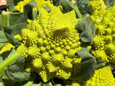 Markette taze, yeşil Romanesco brokoli yakın plan..
