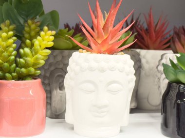 Renkli Buddha saksılarında sulu bitkiler, parlak kırmızı dikenli çiçek..