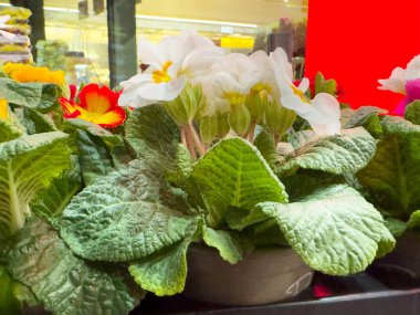 Çiçek pazarındaki saksıda canlı çicek gülleri.