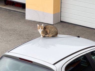 Kentsel yerleşim alanındaki arabanın çatısında oturan tekir kedisi..