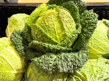 Markette yaprakları buruşmuş taze yeşil savoy lahanası..