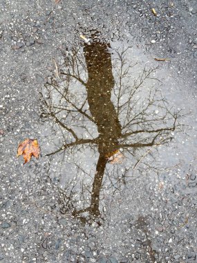 Çıplak ağacın yansıması ve kaldırımdaki yağmur birikintisinde insan silueti..