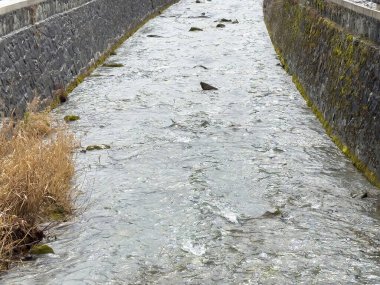 Yosun kaplı taş duvarlar arasında berrak bir akıntının dingin akışı.