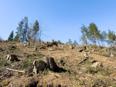 Deforested landscape with tree stumps and blue sky. clipart