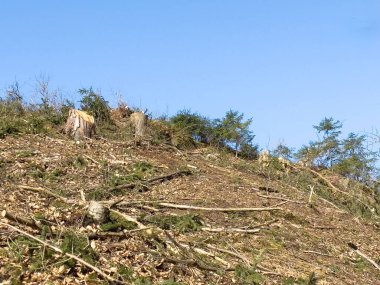 Ağaç kütükleri ve ormanlık alanda mavi gökyüzü olan berrak bir manzara..