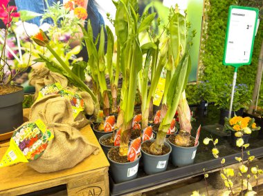 Satılık saksı bitkileri ve ampullerle bahçe merkezi görüntüsü.