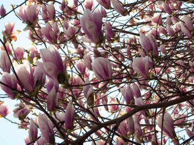Pembe manolya çiçekleri ilkbaharda parlak gökyüzüne karşı.