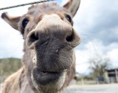Açık havada meraklı eşek burnu ve bıyıkları yakın plan..