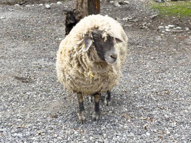 Tüylü koyunlar çakılların üzerinde dikiliyorlar ve arkalarında meraklı kuzular dikiliyor..