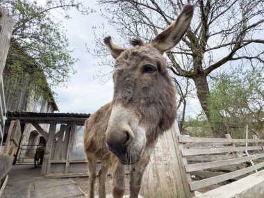 Kırsal kesimdeki ahşap çitlerin orada eşeğe yakın çekim..