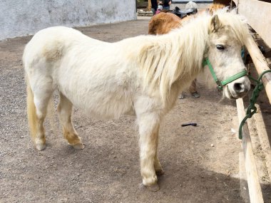 Krem renkli midilli kırsal alanda duruyor..