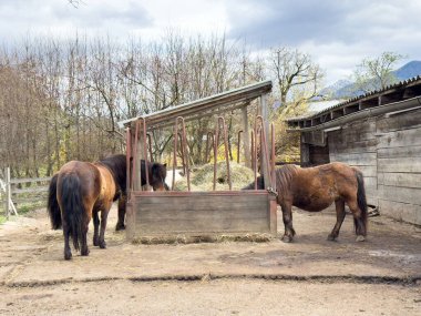 Üç kahverengi at bulutlu bir günde ahşap otlakta saman yiyor..