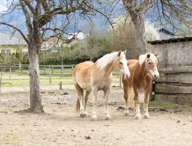 Pastoral çiftlikte ağaçlar ve kırsal ahır ile kurulmuş iki sarışın at..