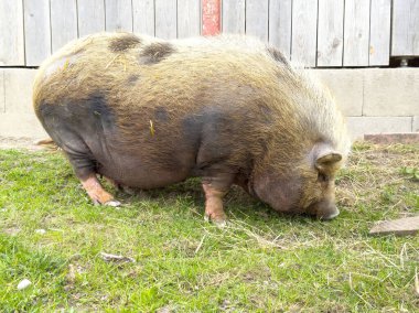 Ahşap çitlerin orada büyük bir domuz otluyor..