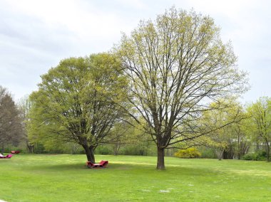 Bulutlu bir günde iki büyük ağaç ve açık havada yemyeşil park..