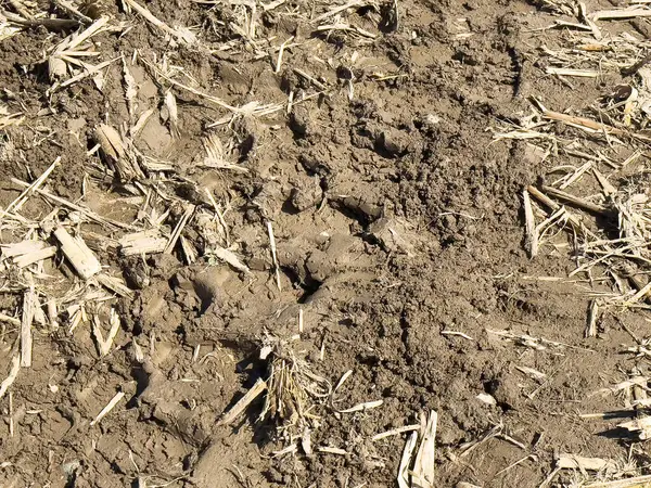 Hasattan sonra kırılan saplarla kuru toprak yüzeyi.