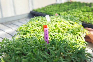 Parlak renkli bitki etiketli yemyeşil domates fidanları..