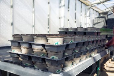 Seradaki fidanlar güneş ışığında ekilmeye hazır..