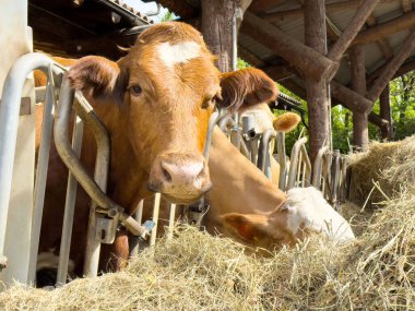 Kırsal bir çiftlik ahırında saman yiyen kahverengi inekler.