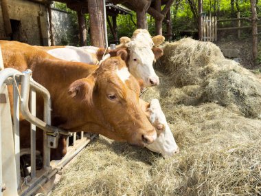 Kahverengi ve beyaz inekler kırsal bir çiftlik ortamında saman yiyorlar..