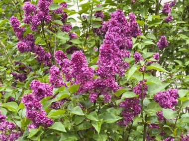 Canlı mor leylak yemyeşil yapraklarda çiçek açar..