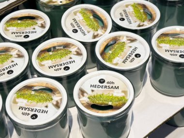 Hedersam mumları ahşap kapaklı ve yeşil dizayn 40 saat yanma zamanı için.