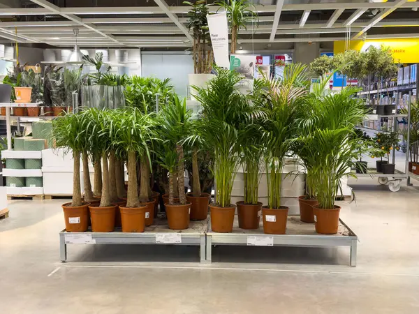 Modern bir dükkanda sergilenen saksılarda bulunan tropik palmiye ağaçları..